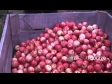 Apple Picker to Bin 2 1264